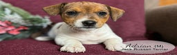 Jack Russell Terrier dogs for sale: Adrian - Ad 1