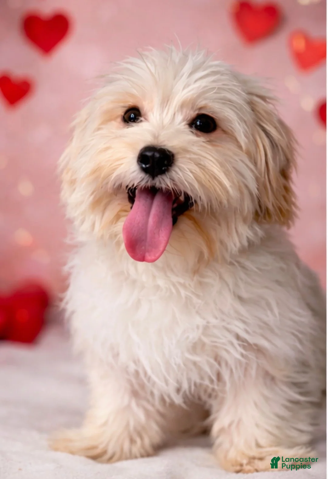Havanese dogs for sale: Scooter - Ad 1
