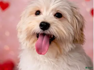 Havanese dogs Scooter - Ad 32