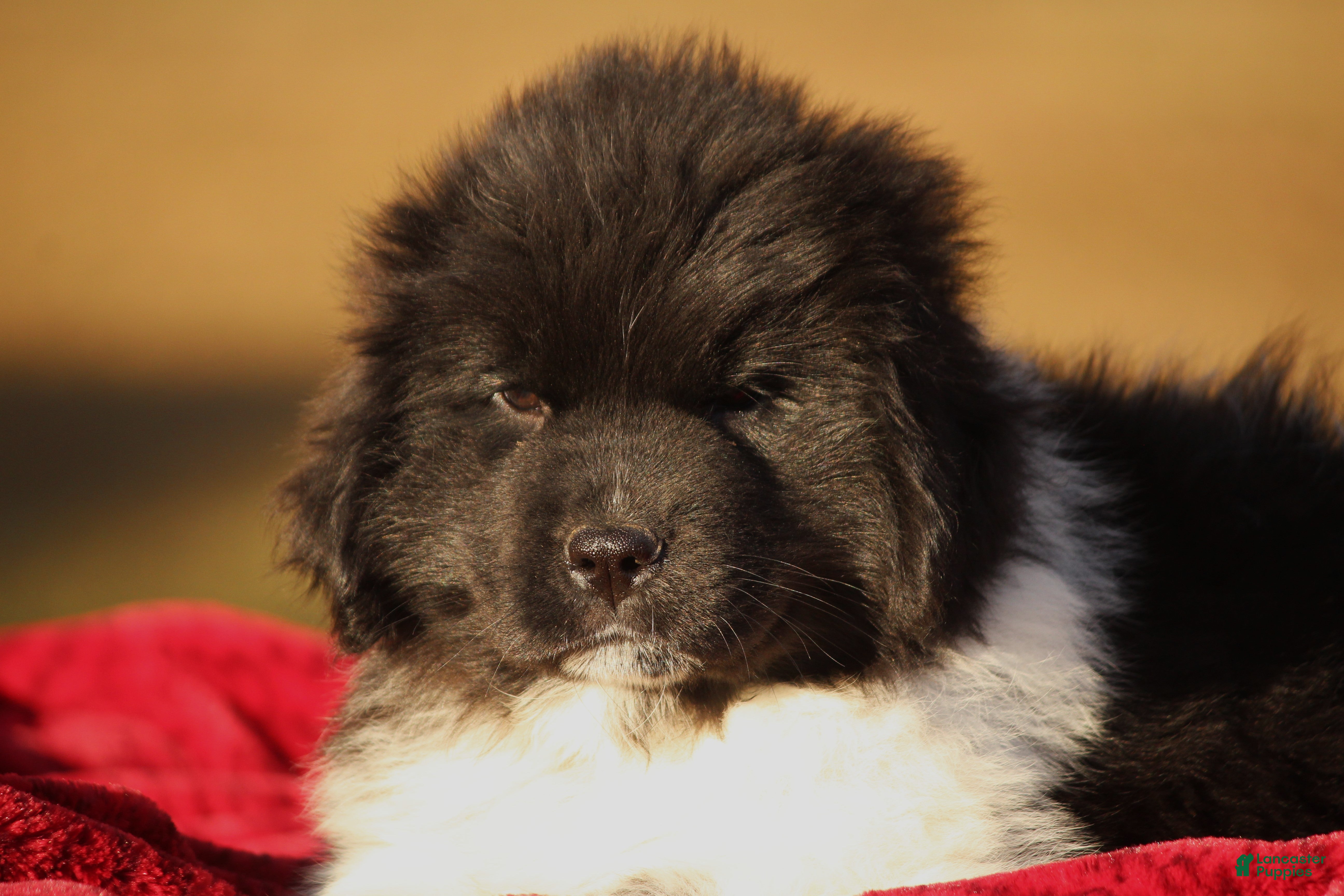Newfoundland dogs Pippa - Ad 3