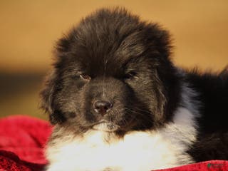 Newfoundland dogs Pippa - Ad 3