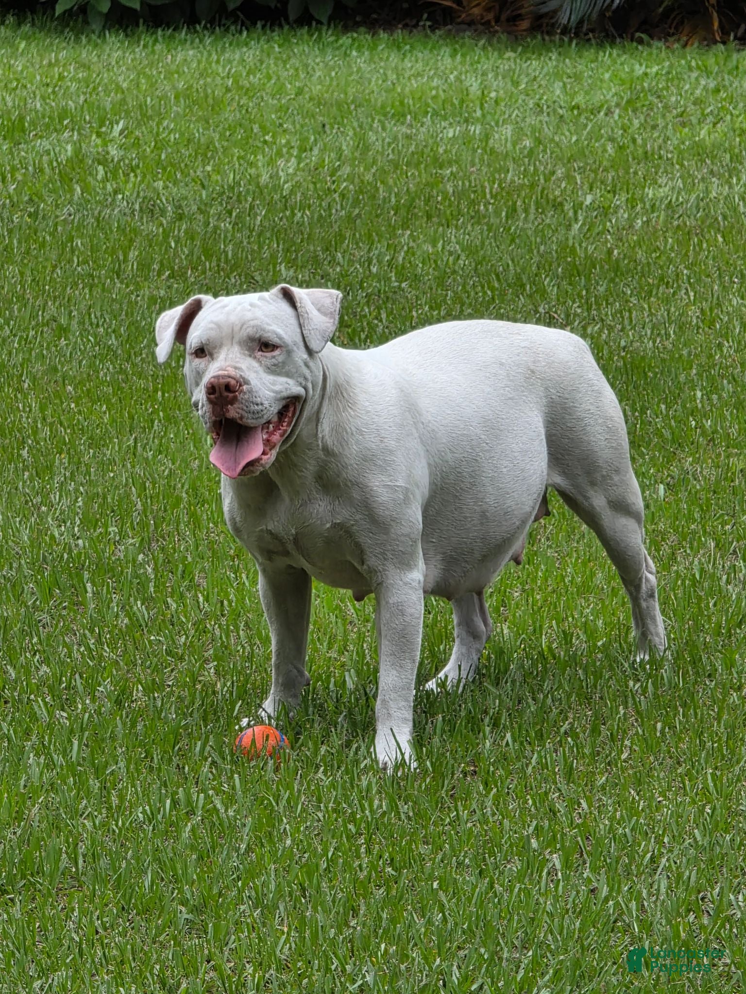 American Bulldog dogs American Bulldog 6 - Ad 10