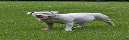 American Bulldog dogs for sale: American Bulldog 6 - Ad 1