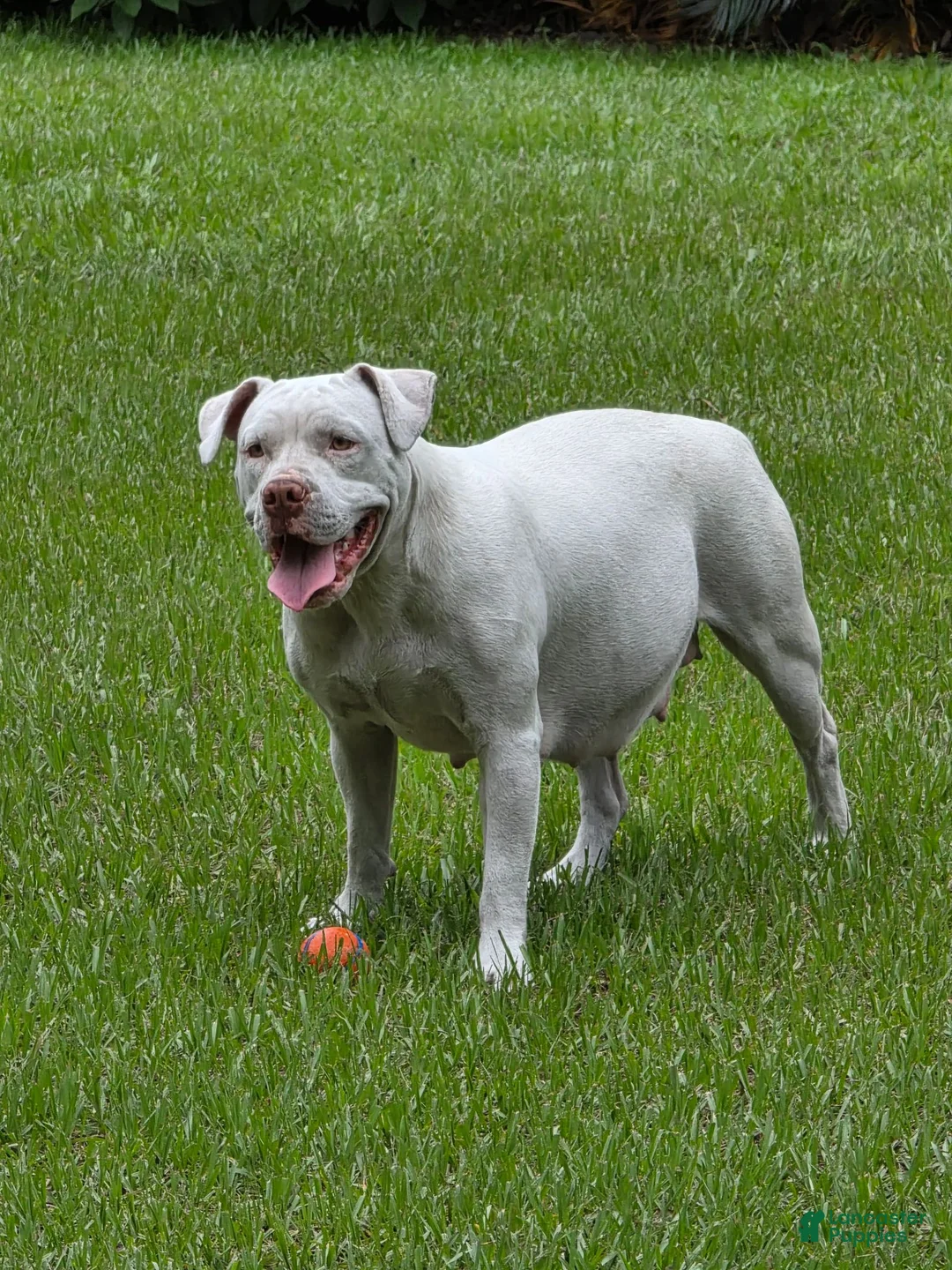 American Bulldog dogs for sale: American Bulldog 6 - Ad 1