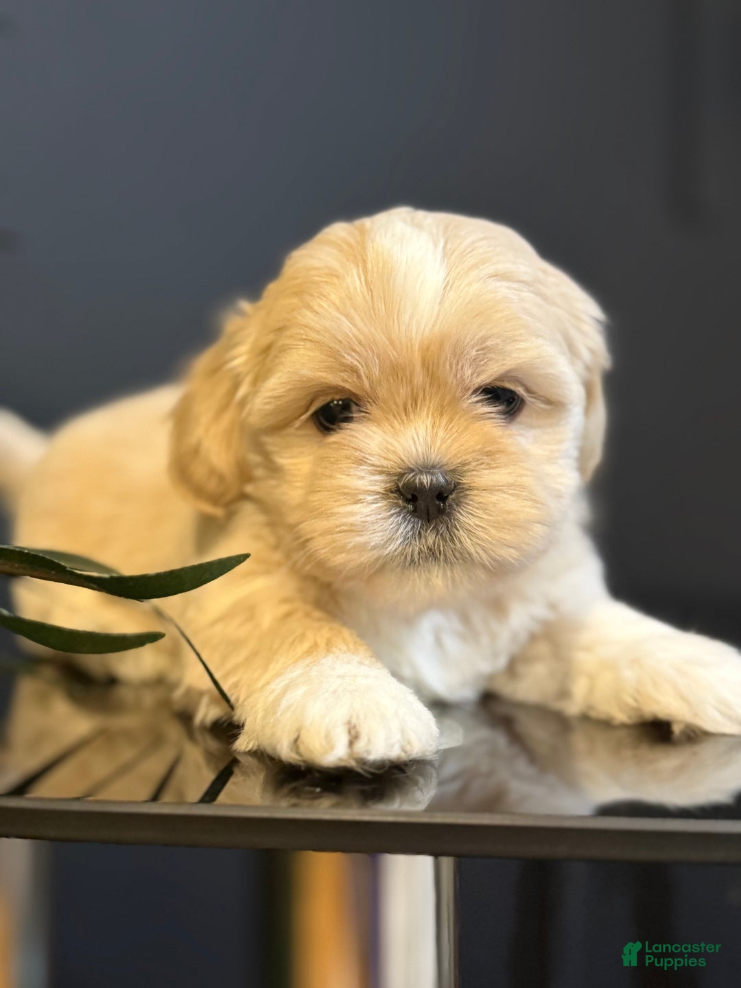 Shihpoo dogs for sale: Butterscotch  - Ad 1