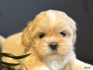 Shihpoo dogs Butterscotch - Ad 38