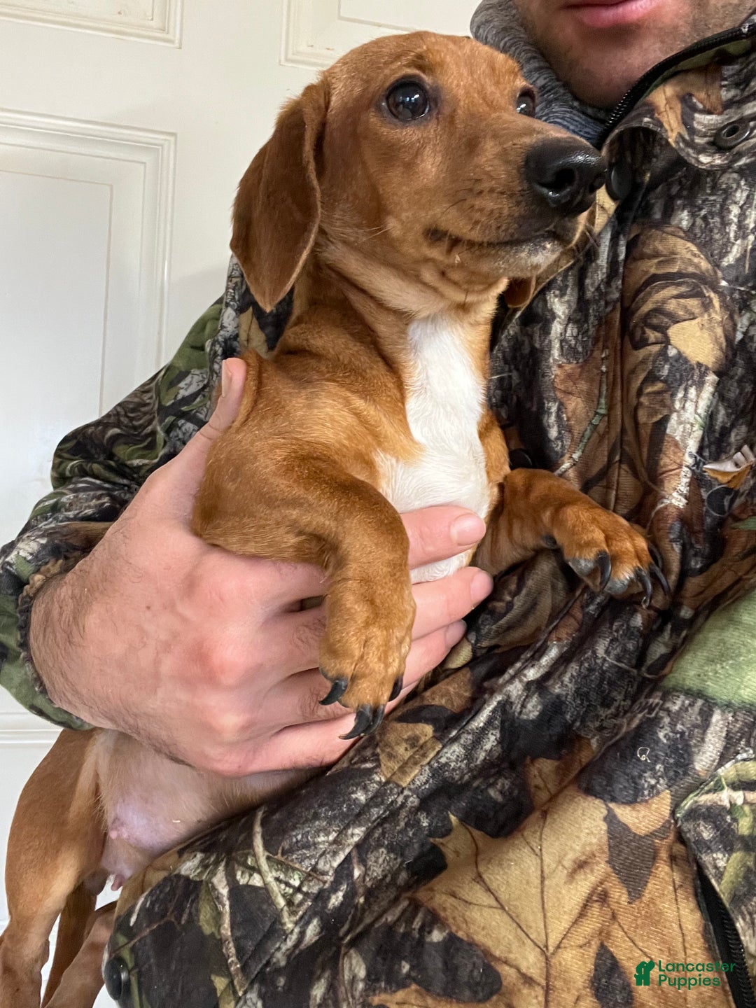 Miniature Dachshund dogs for sale: Chocolate Boy - Ad 2
