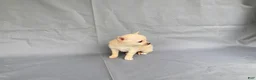 Chihuahua dogs for sale: Milo - Ad 5