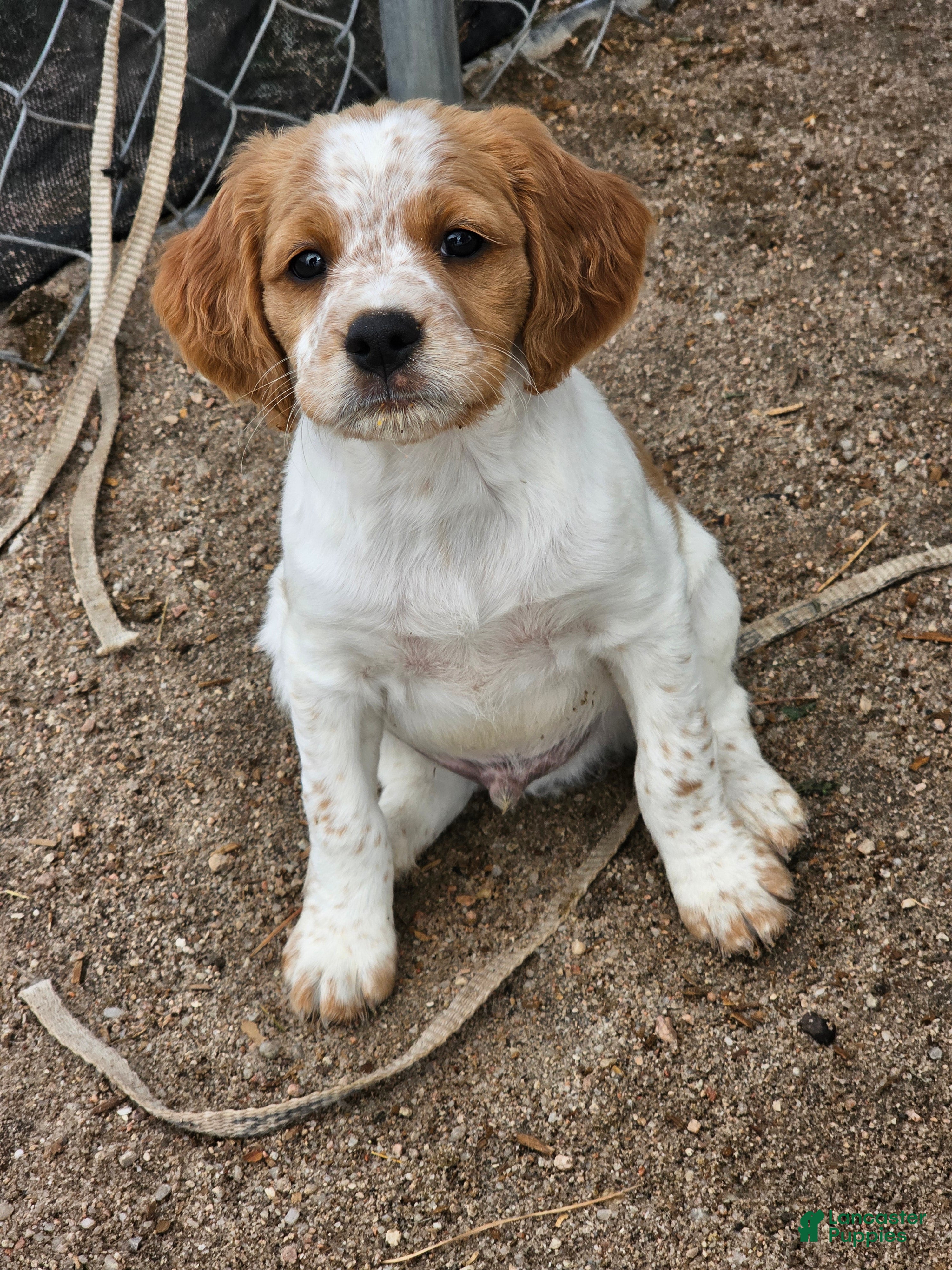 Brittany Spaniel dogs for sale: Brittany Spaniel 1 - Ad 2