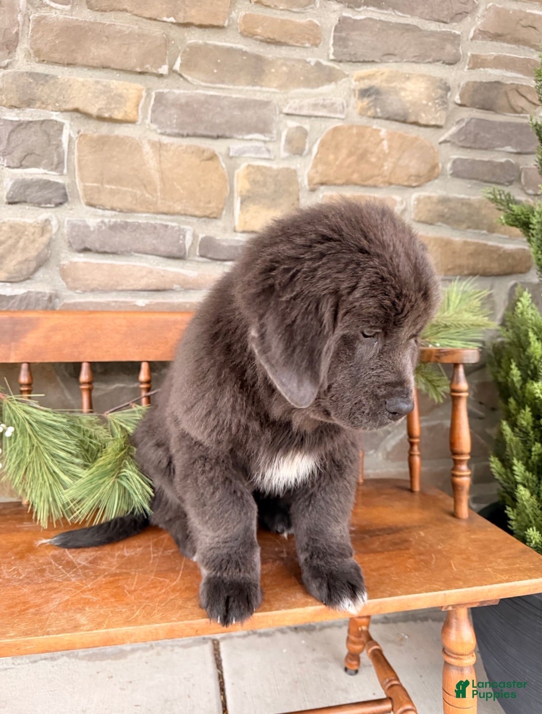 Newfoundland dogs for sale: Aspen  - Ad 6