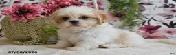 Shih Tzu dogs for sale: Nicky - Ad 3