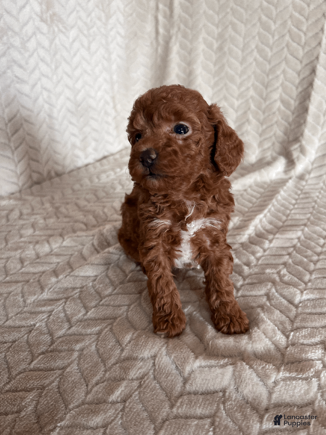 Toy Poodle dogs for sale: Allie - Ad 4