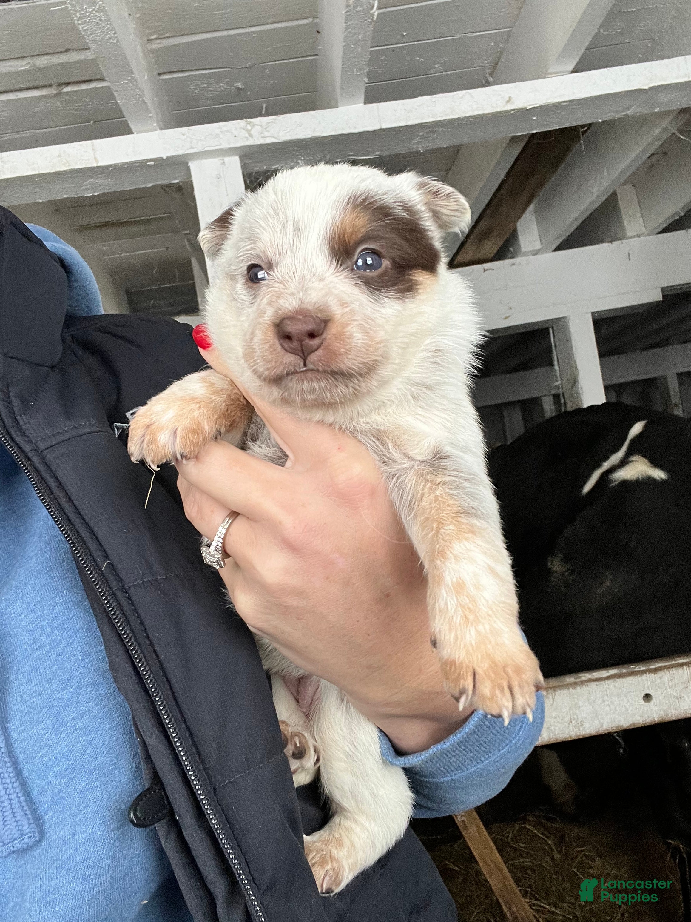 Australian Cattle Dog dogs Ainsley - Ad 28