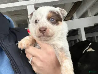 Australian Cattle Dog dogs Ainsley - Ad 30