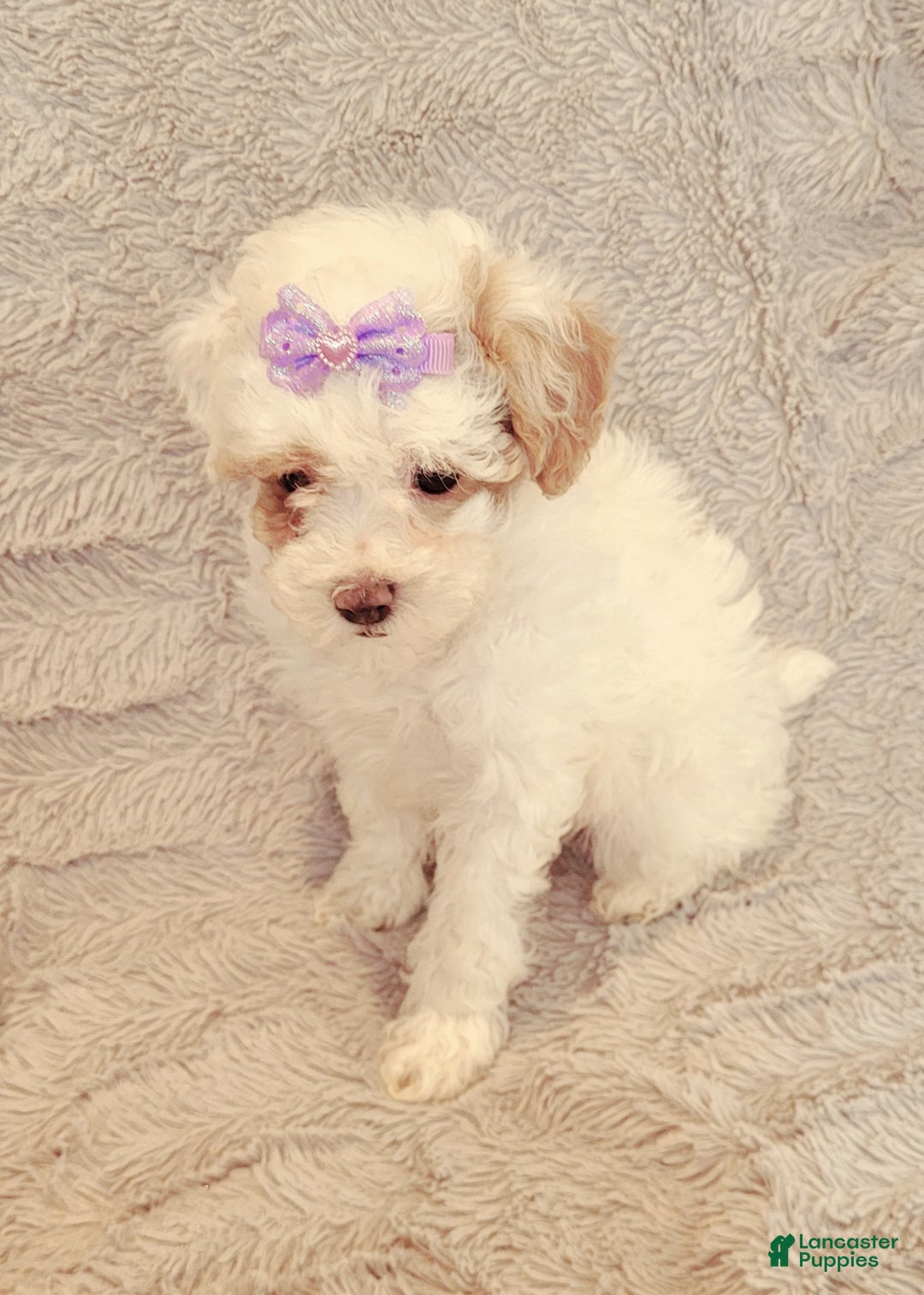 Miniature Poodle dogs for sale: Echo  - Ad 2