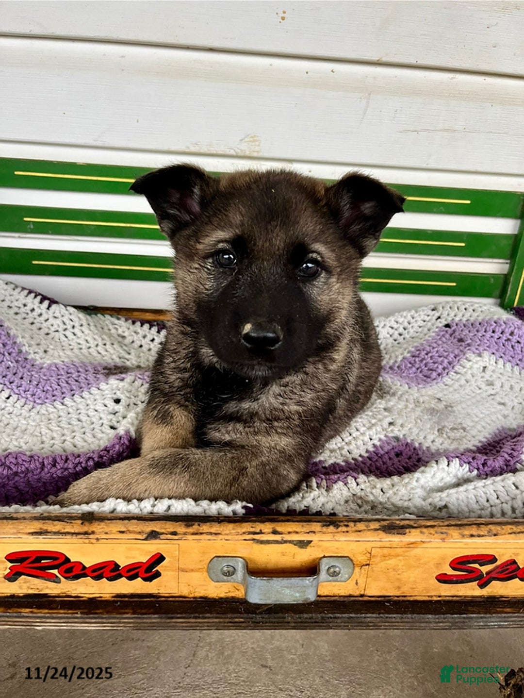 Mixed Breed dogs for sale: Buster - Ad 2