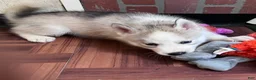 Siberian Husky dogs for sale: Majick AKC - Ad 4