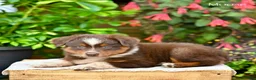 Miniature Australian Shepherd dogs for sale: Moose - Ad 5