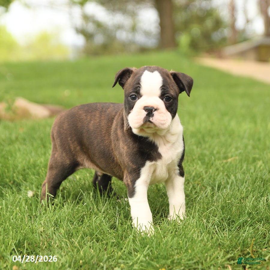 Boston Terrier dogs Royal - Ad 1