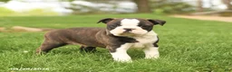 Boston Terrier dogs for sale: Royal - Ad 1