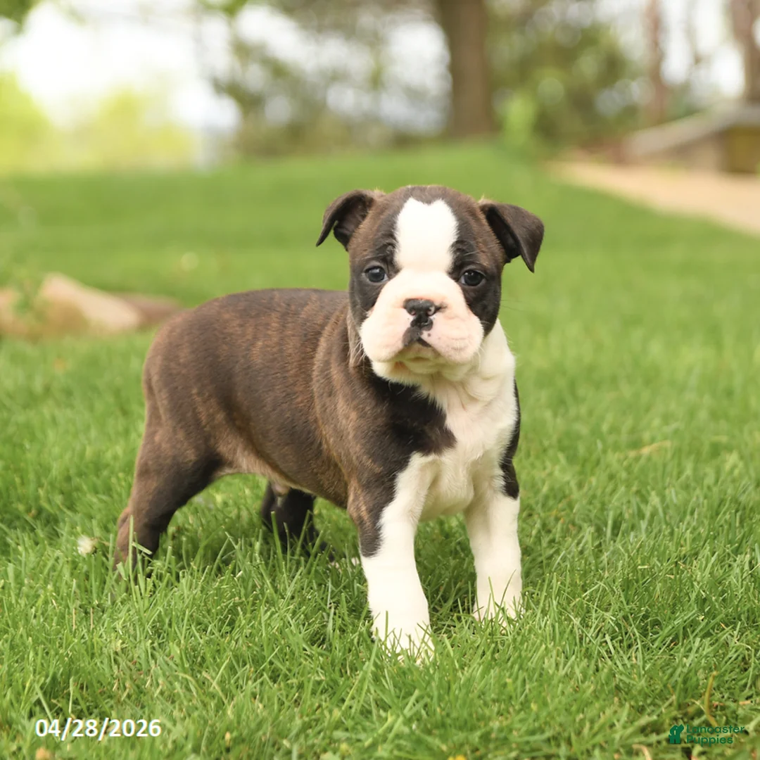 Boston Terrier dogs for sale: Royal - Ad 1