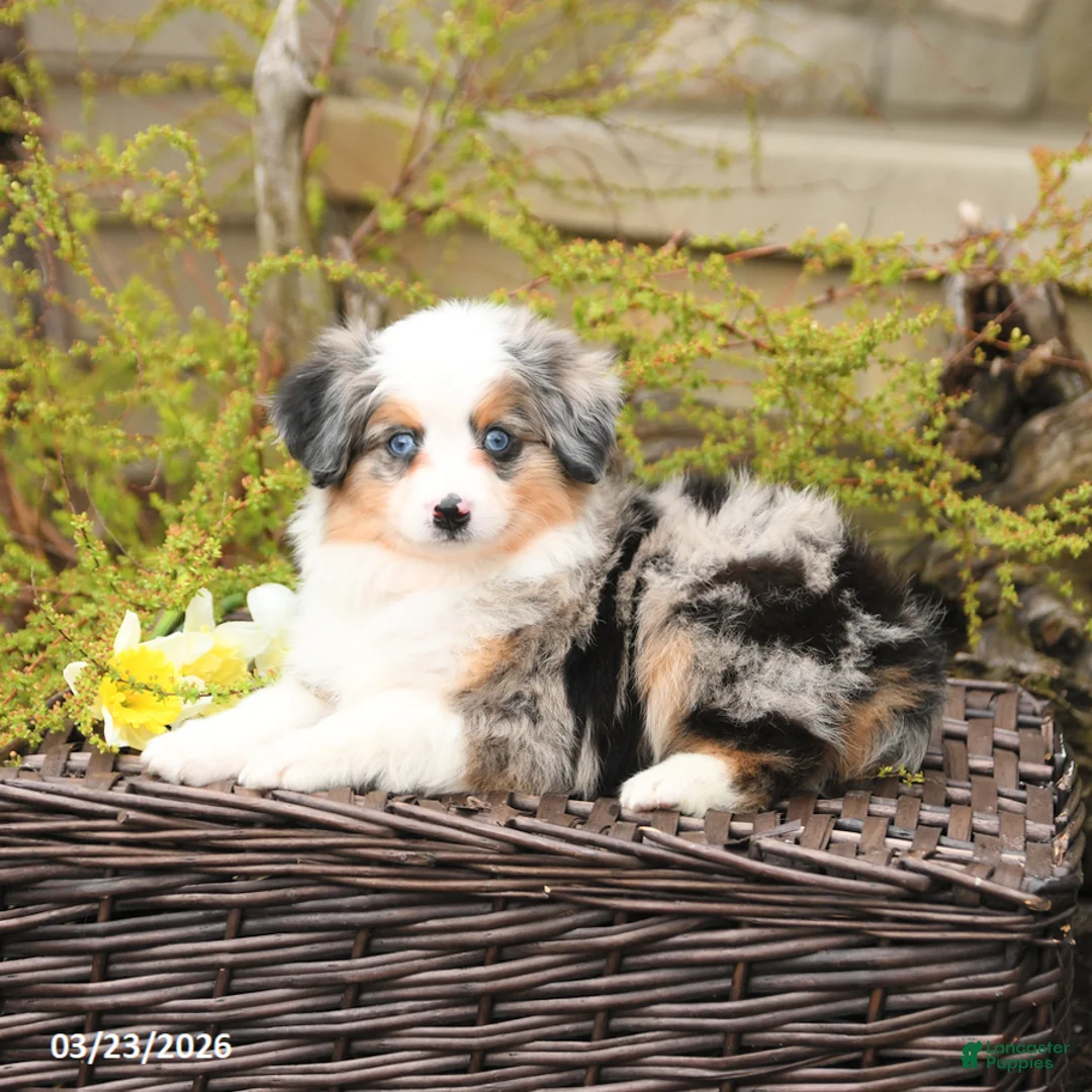 Miniature Australian Shepherd dogs for sale: Steel - Ad 5