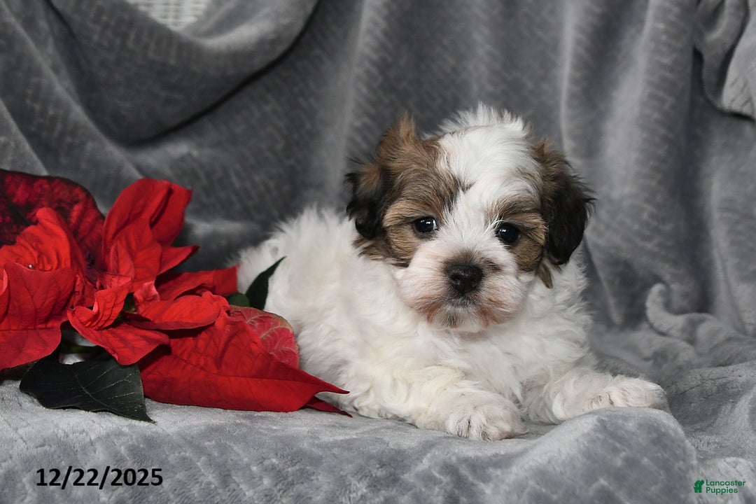 Havapoo dogs for sale: Bridget - Ad 3