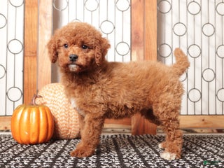 Mini Goldendoodle dogs - Ad 22