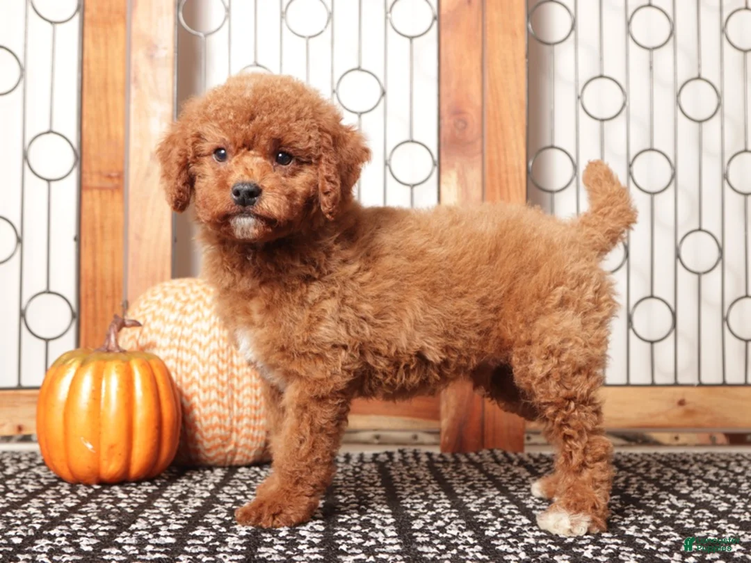 Mini Goldendoodle dogs for sale: Jack - F1B Male Mini Goldendoodle  - Ad 1