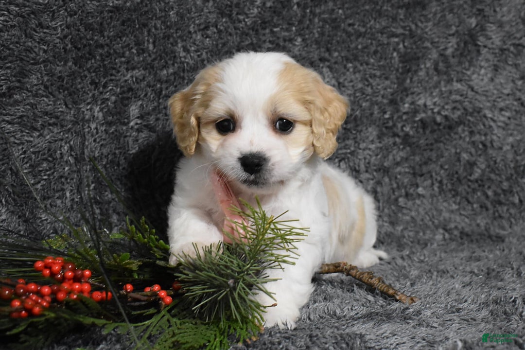 Cavachon dogs for sale: Hadley  - Ad 3