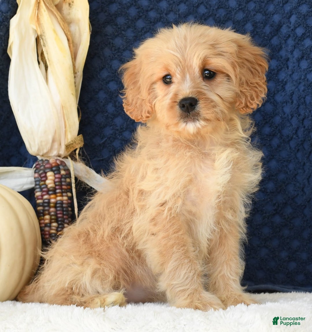 Cavapoo dogs for sale: Shelly - Ad 1