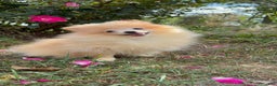 Pomeranian dogs for sale: Pomeranian Puppy 1 - Ad 2