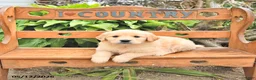 Golden Retriever dogs for sale: Darcy - Ad 1