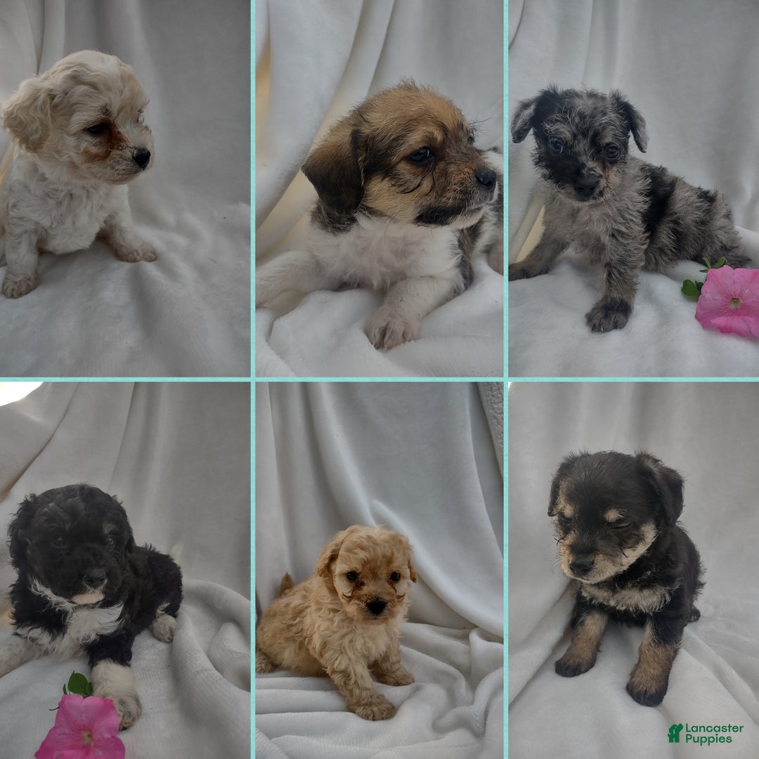 Chipoo dogs for sale: Jezz - Ad 9
