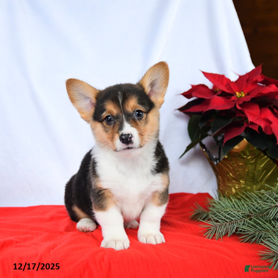 Welsh Corgi Pembroke dogs Rochelle - Ad 11