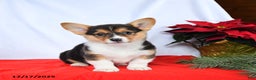 Welsh Corgi Pembroke dogs for sale: Rochelle - Ad 1