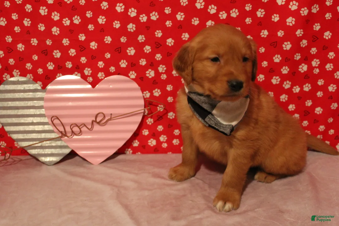 Golden Retriever dogs for sale: Cooper - Ad 2