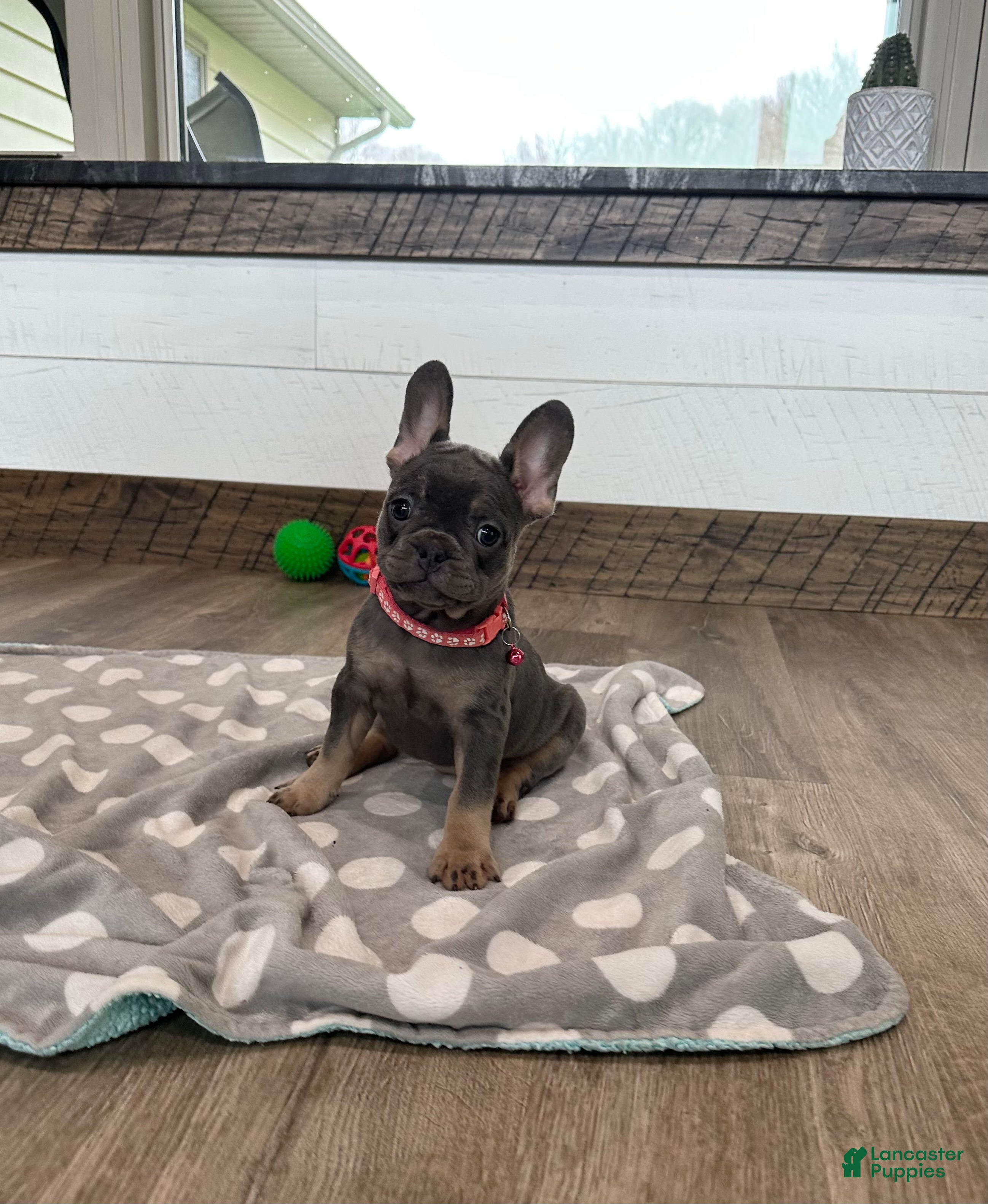 French Bulldog dogs Beau - Ad 1