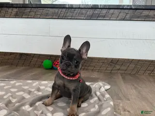 French Bulldog dogs for sale: Beau - Ad 2