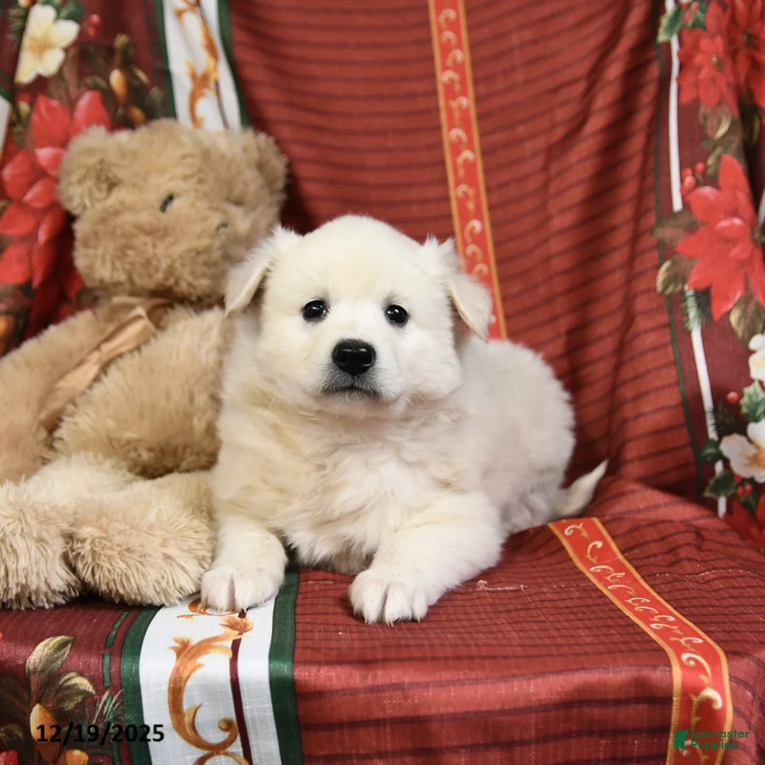 American Eskimo dogs for sale: Snowball - Ad 5