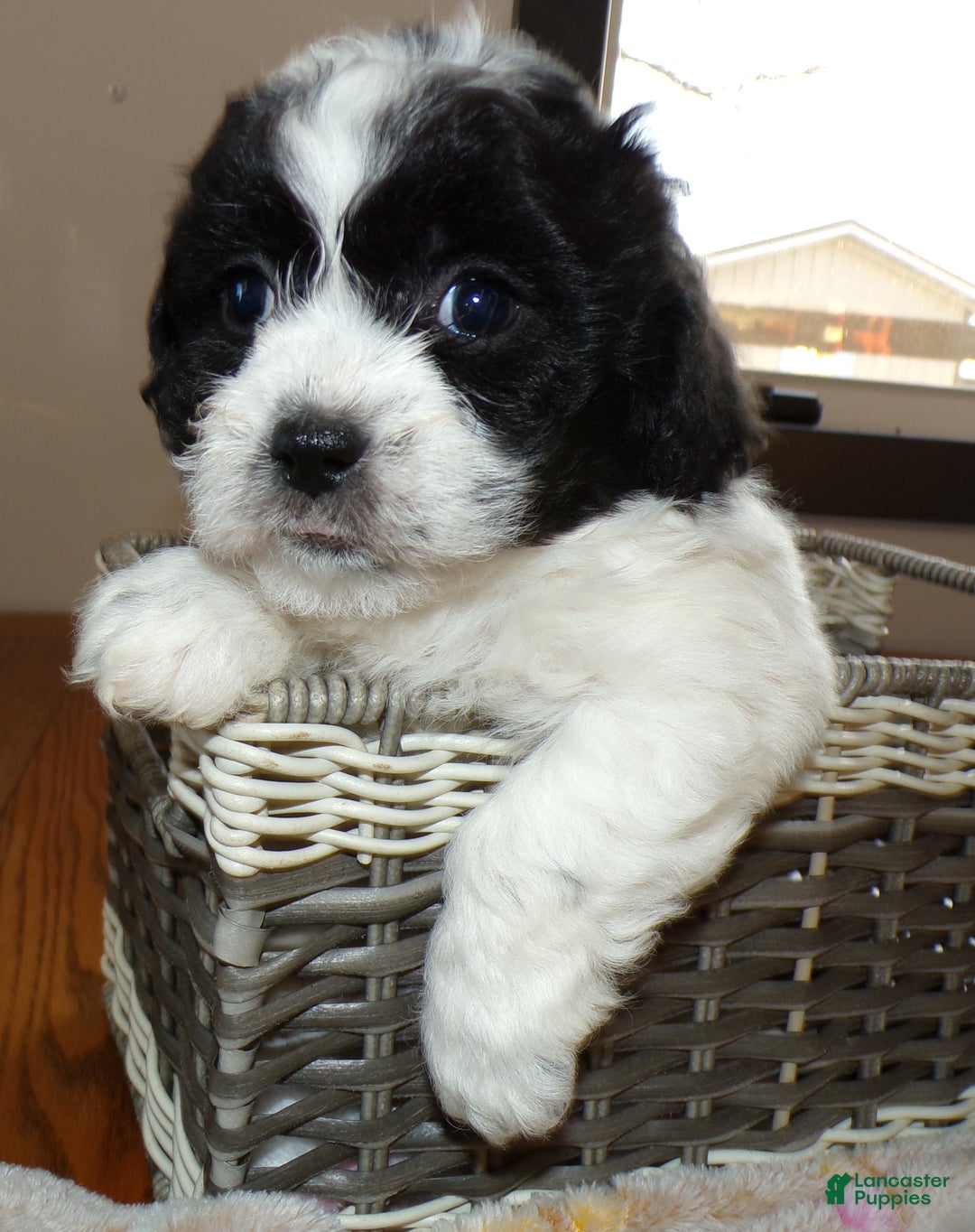 Teddy Bear dogs for sale: Teddy Bear Puppy 1 Selina - Ad 4