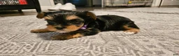 Yorkshire Terrier dogs for sale: Yorkshire Terrier 1 - Ad 7
