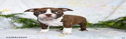 Boston Terrier dogs for sale: Berry - Ad 5