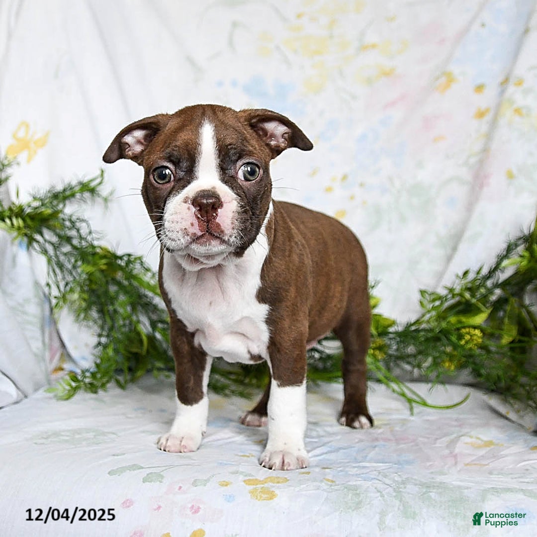 Boston Terrier dogs for sale: Berry - Ad 5