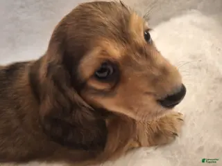Miniature Dachshund dogs Dexter - Ad 21
