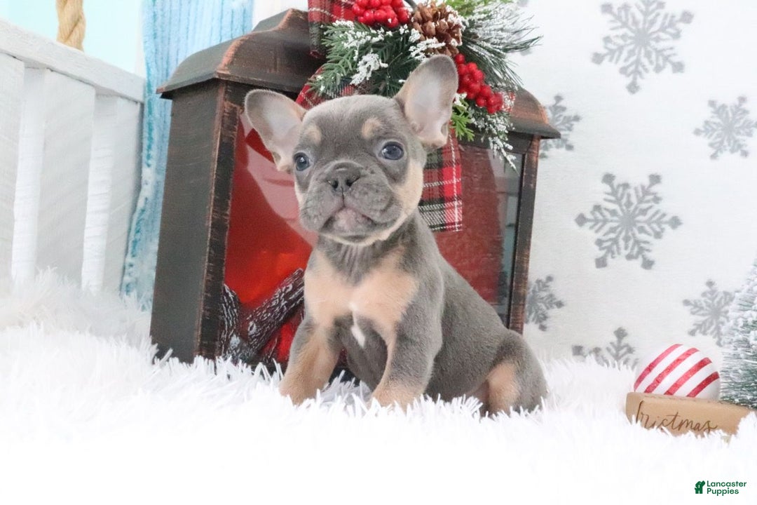 French Bulldog dogs for sale: Bingo - Ad 1