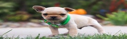 French Bulldog dogs for sale: Felix - Ad 6