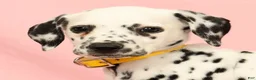 Dalmatian dogs for sale: Mandy - Ad 9