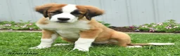 Mixed Breed dogs for sale: Kira - Ad 3