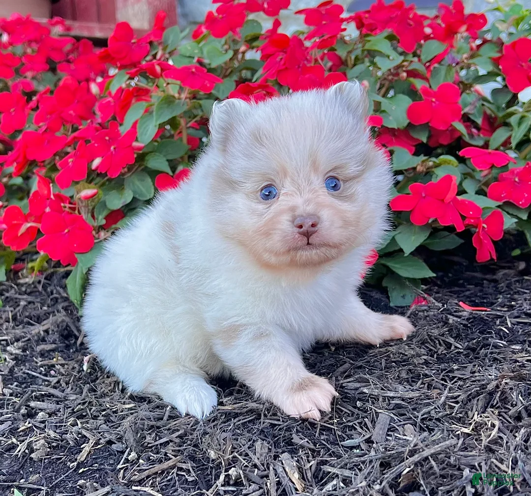 Pomeranian dogs for sale: Smarty Lavender Merle - Ad 3